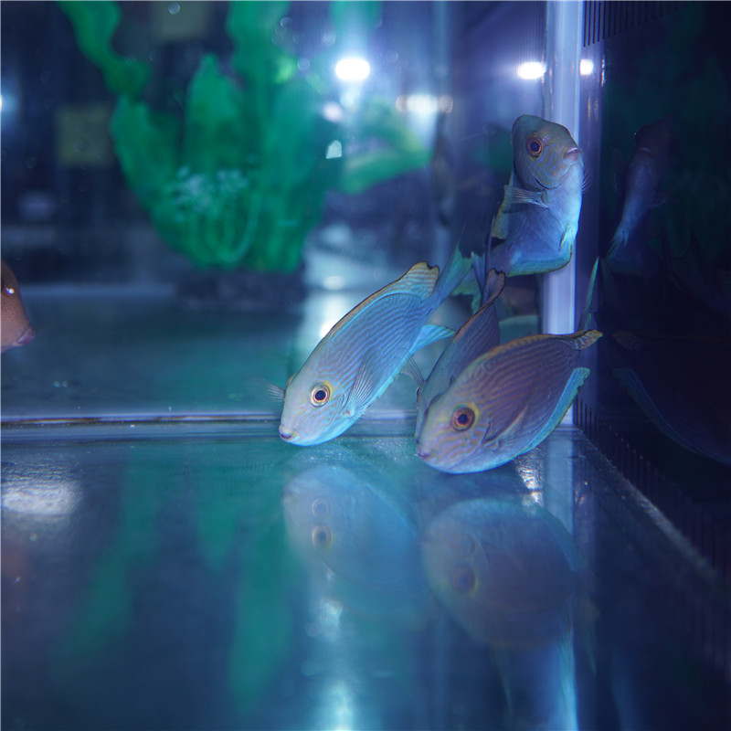 西瓜吊鱼倒吊海水观赏鱼海鱼活体水族宠物顺丰鱼