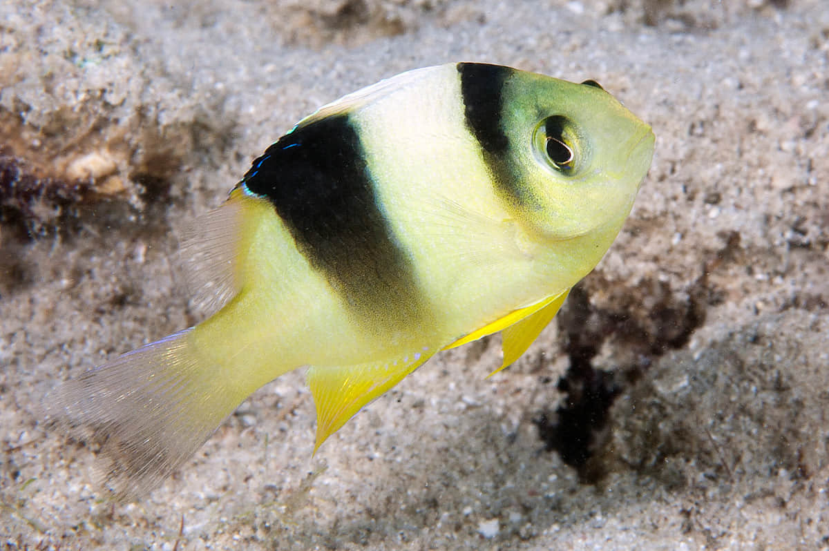 安邦魔鱼雀鲷海水观赏鱼海鱼活体水族宠物顺丰鱼
