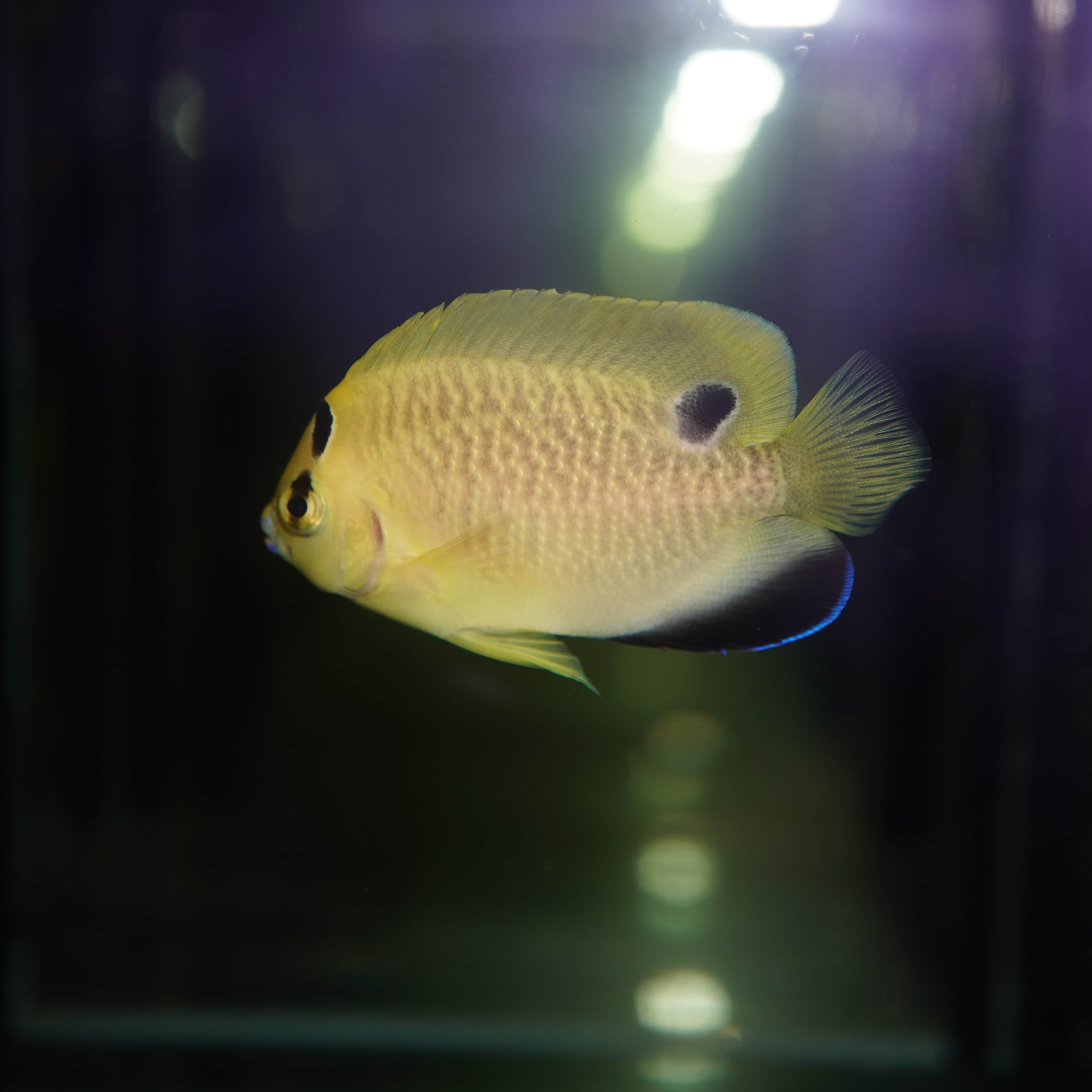 人工黄金火花鱼海水观赏鱼