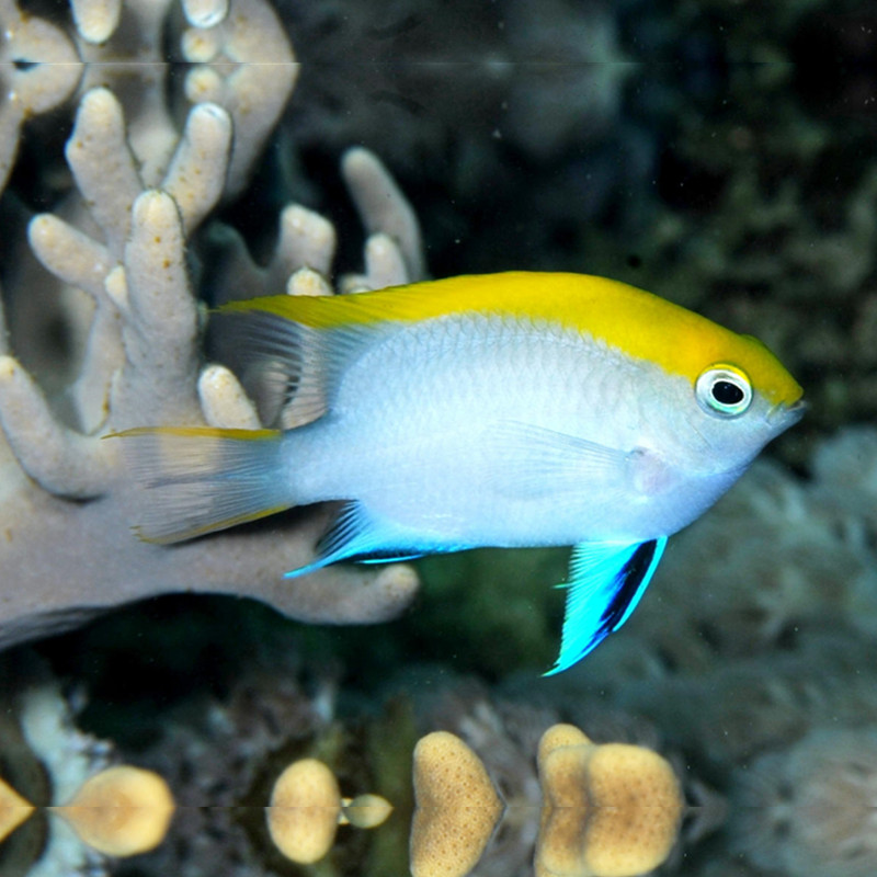 双色色魔蓝翅雀鲷海水观赏鱼海鱼活体水族宠物鱼
