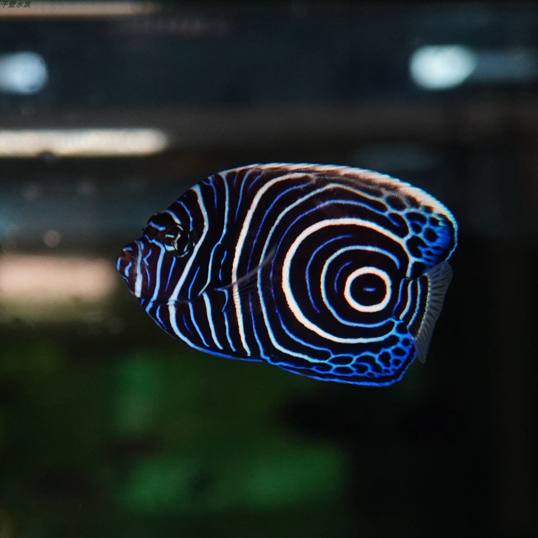 蓝圈海水神仙鱼海鱼活鱼海水观赏鱼水族宠物活体鱼
