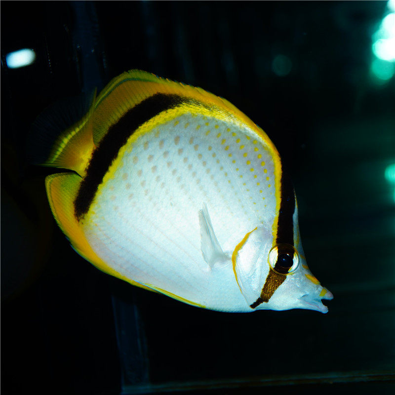 美丽丽蝶鱼蝶蝴蝶鱼海水观赏鱼海鱼活体水族宠物鱼