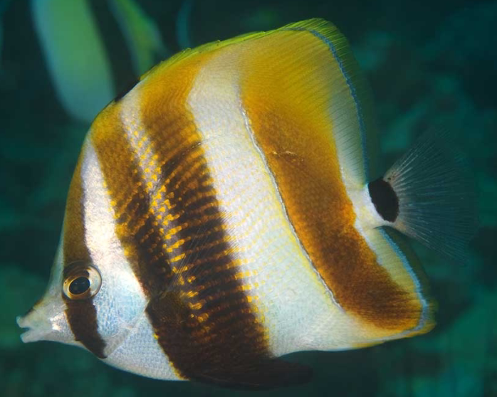 金法蝶鱼蝶海水观赏鱼海鱼活体水族宠物顺丰鱼