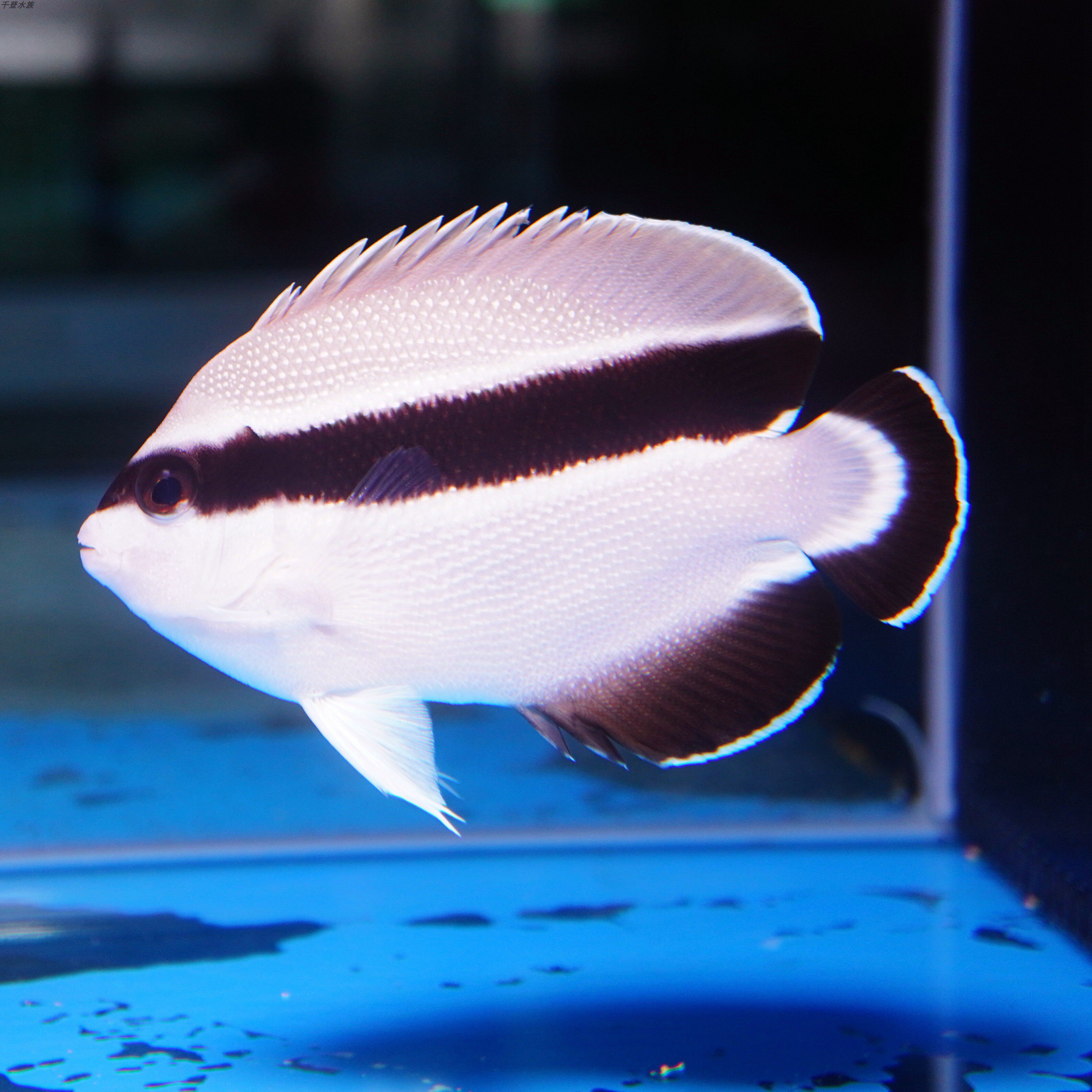贼仙海水神仙鱼海鱼活鱼海水观赏鱼水族宠物活体顺丰