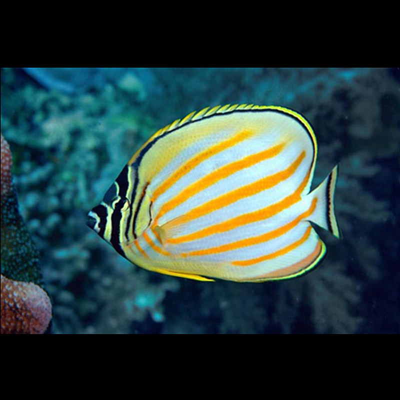 黄风车风车蝶鱼黄斜纹斜纹海水观赏鱼蝴蝶鱼水族宠物鱼