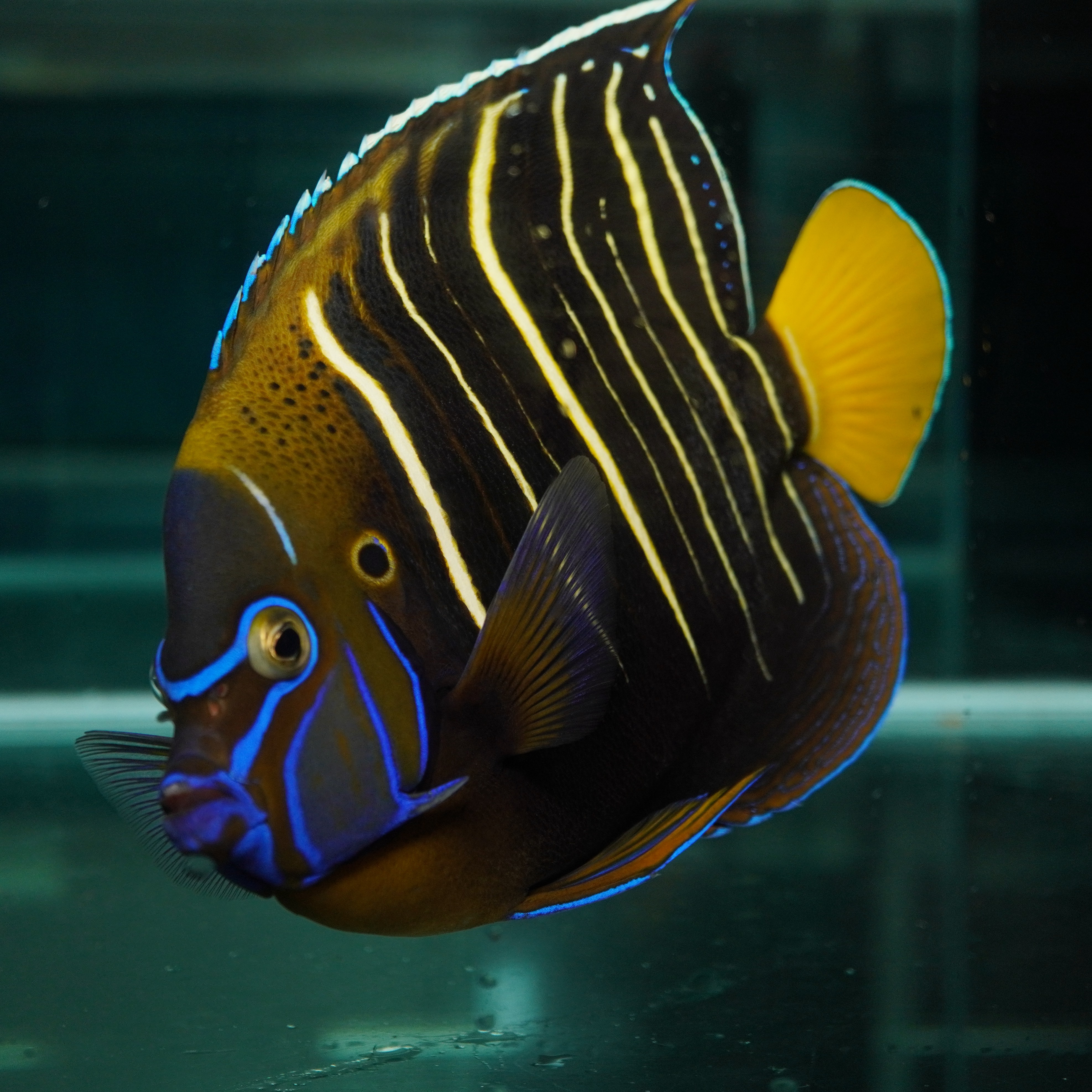 东非耳斑神仙鱼海水观赏鱼水族宠物活体顺丰包活 价格 1011.