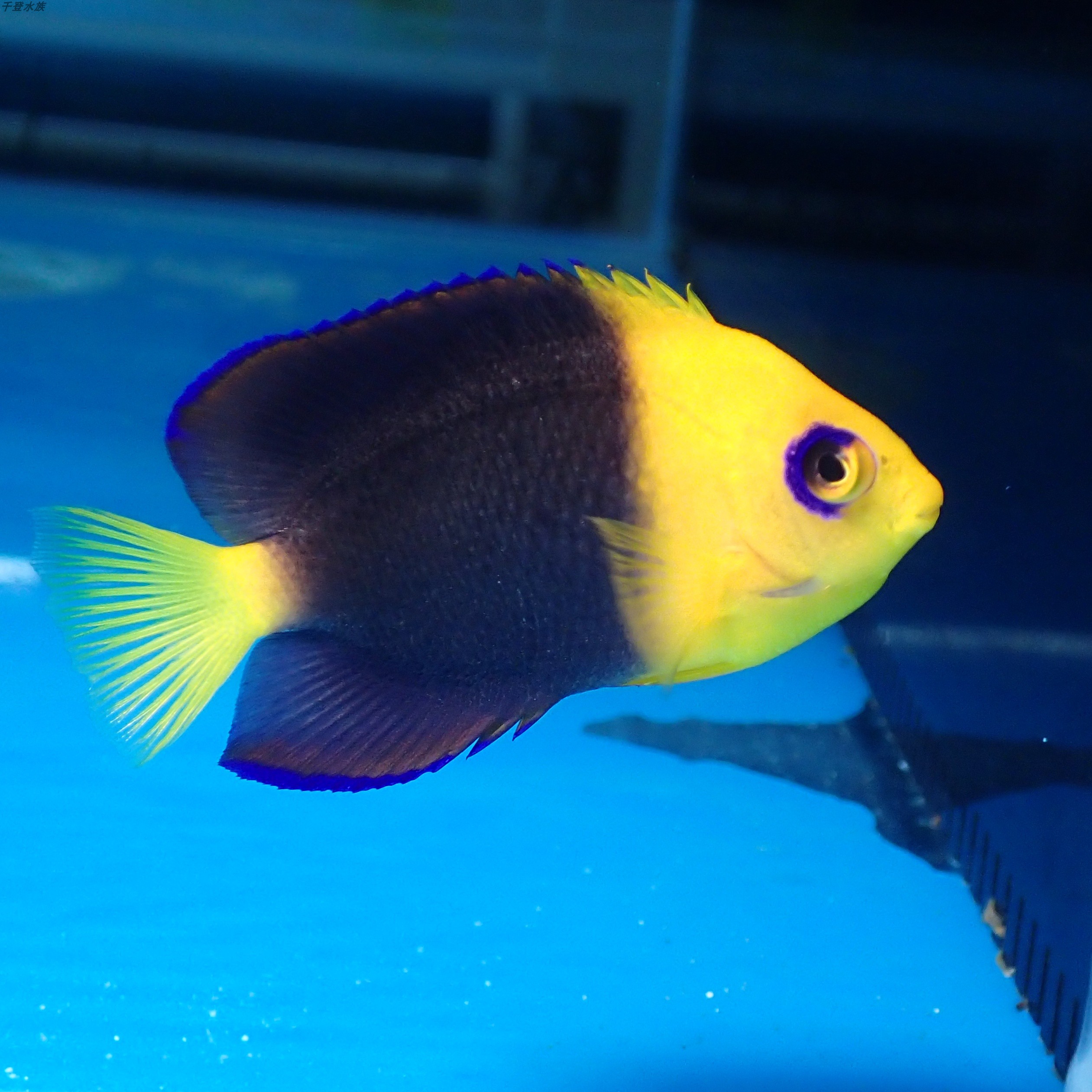 美国可可仙鱼海水观赏鱼水族宠物活体顺丰包活