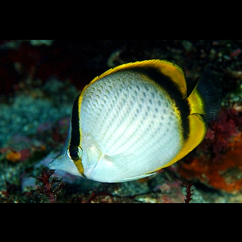 美丽丽蝶鱼蝶蝴蝶鱼海水观赏鱼海鱼活体水族宠物鱼