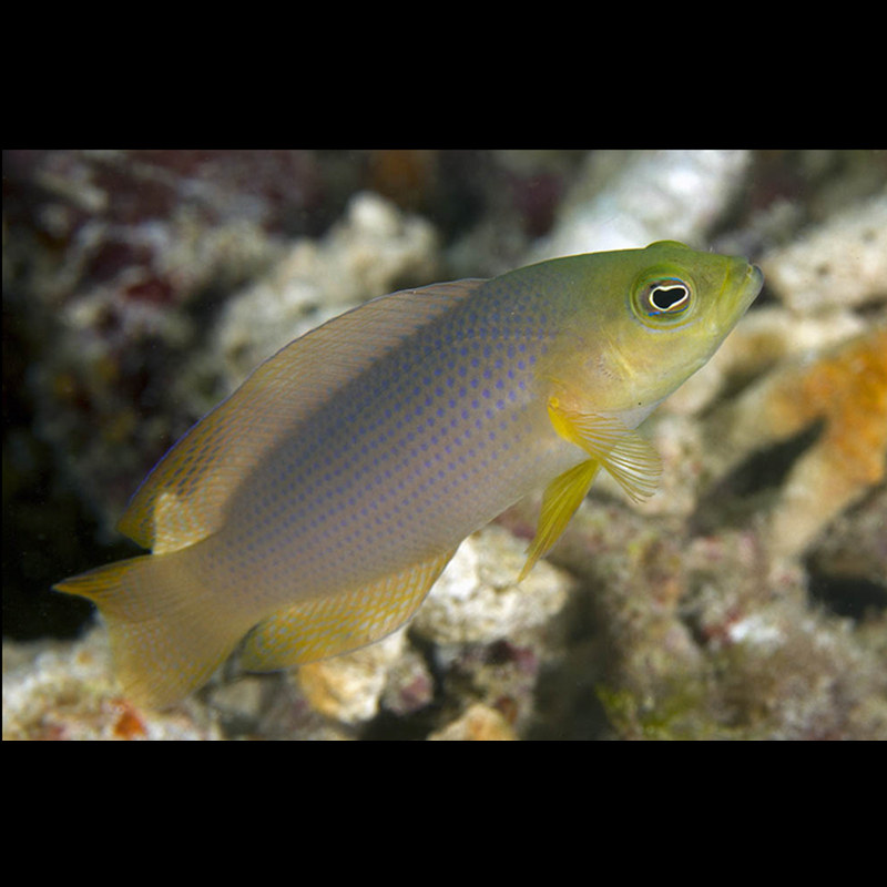 黄草莓草莓鱼拟雀鲷海水观赏鱼水族宠物活体顺丰鱼