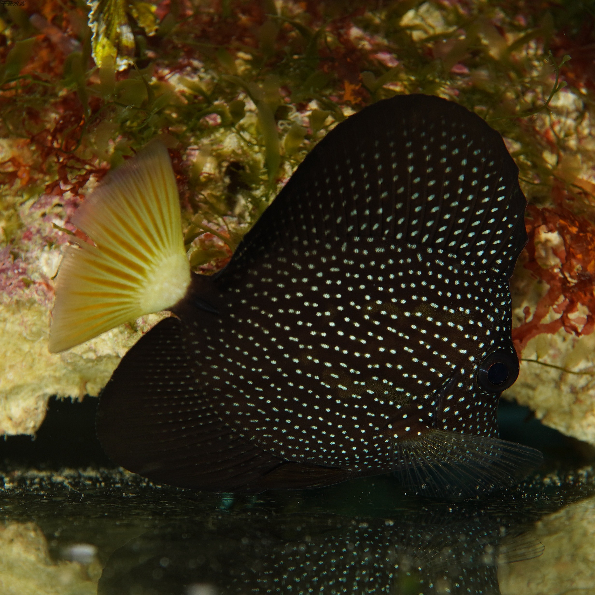 南非珍珠吊鱼倒吊鱼海水观赏鱼海鱼活体水族宠物顺丰