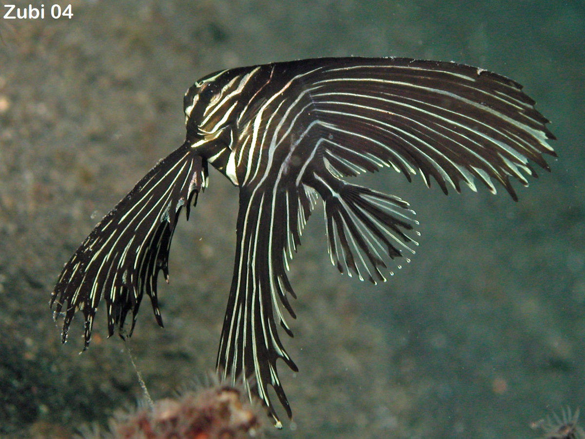 海水人工工大燕蝙蝠鱼观赏鱼水族宠物活体顺丰鱼
