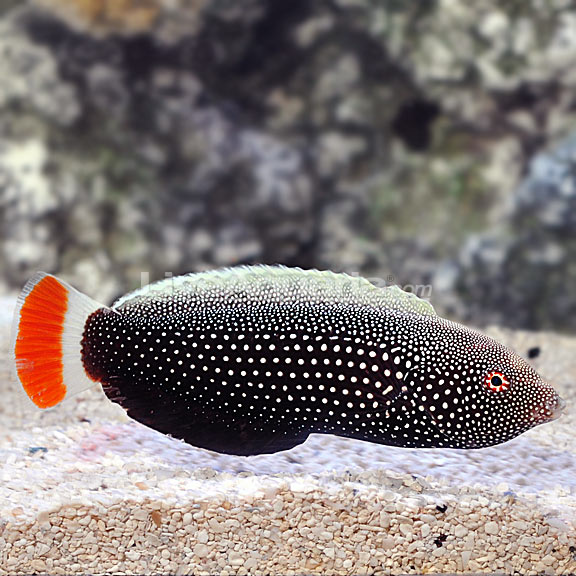 夏威夷红尾珍珠龙海水鱼观赏鱼