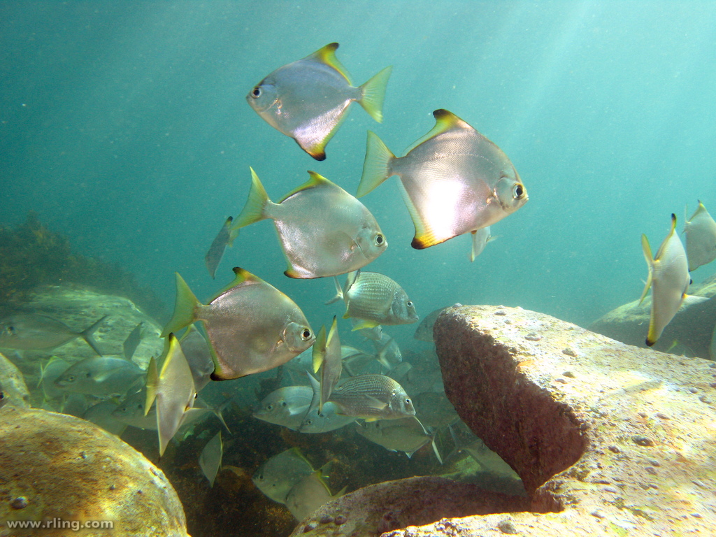 人工黄鳍鲳海水观赏鱼其他鱼
