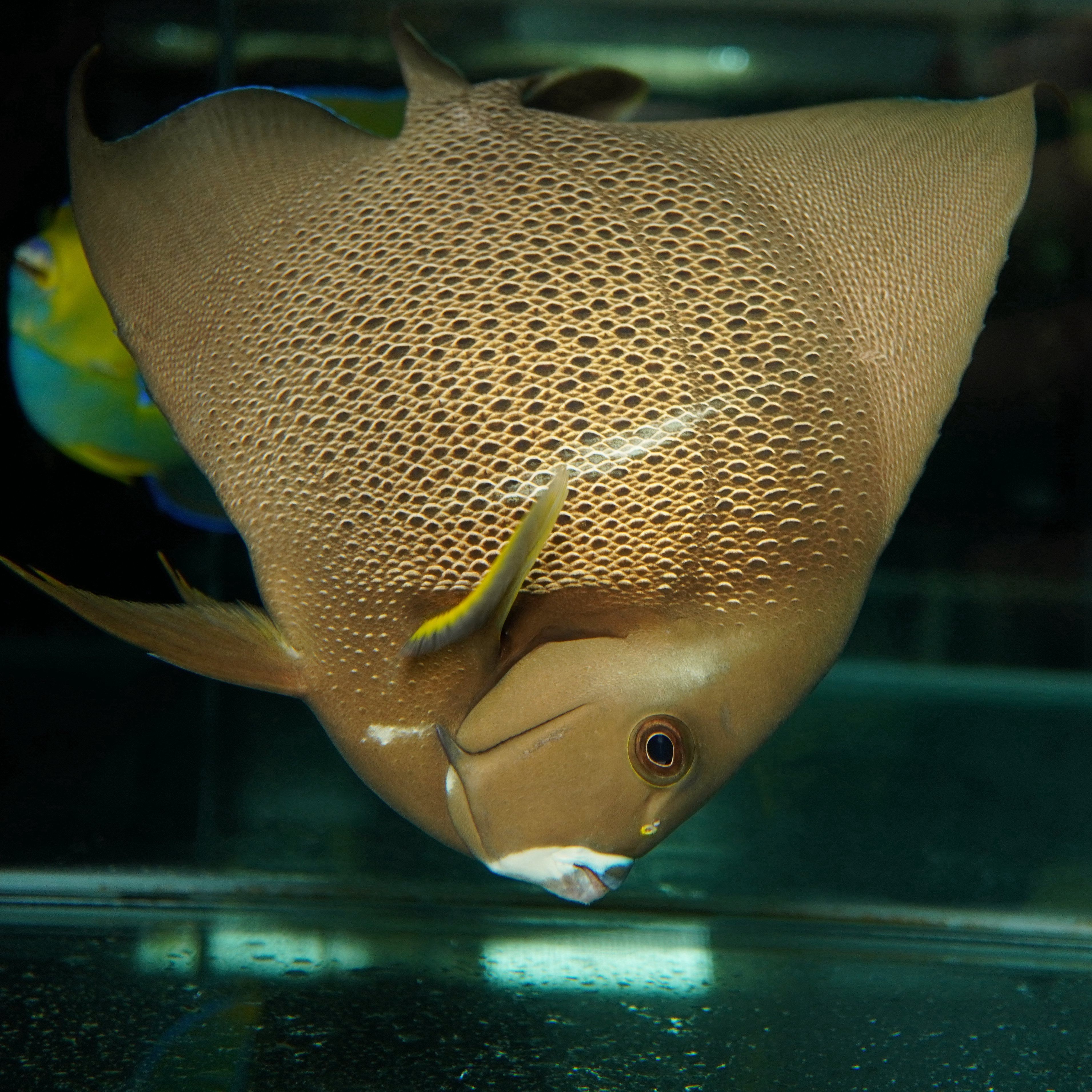 美国灰仙神仙仙鱼海水观赏鱼活体宠物顺丰包活鱼