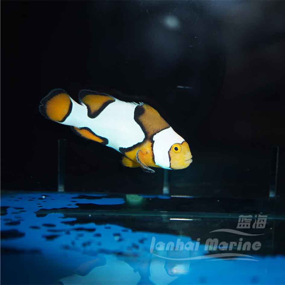 海水人工毕加索p1p2p3观赏鱼小丑鱼水族宠物鱼