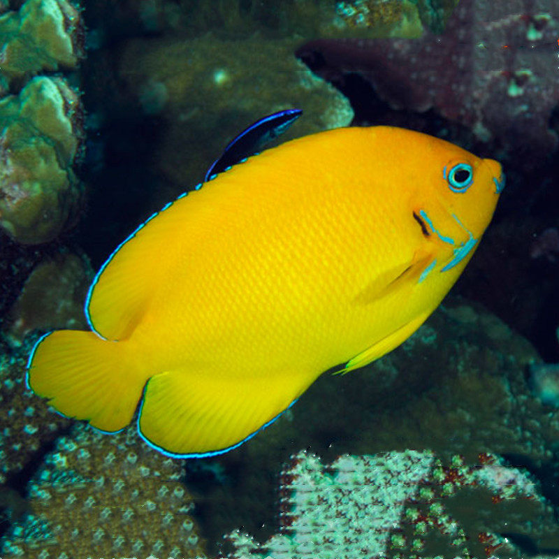 蓝眼批夏威夷小型海水神仙鱼海鱼活鱼海水观赏鱼海洋鱼