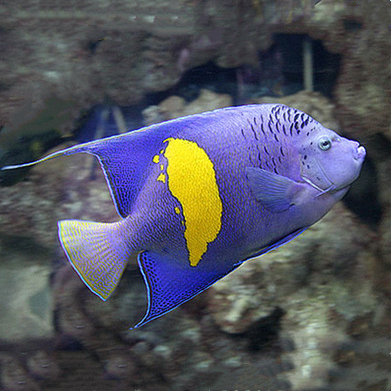 东非月神仙鱼海水观赏鱼鱼