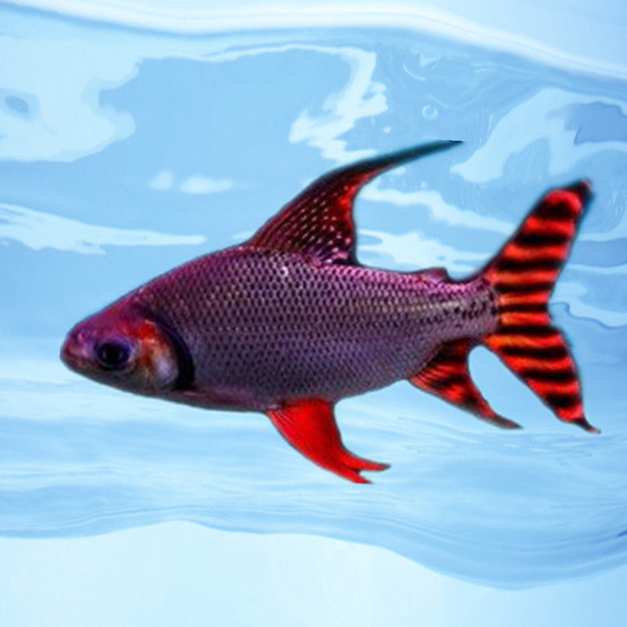 飞凤观赏鱼直纹清洁高档龙鱼配鱼垃圾鱼凤活体鱼