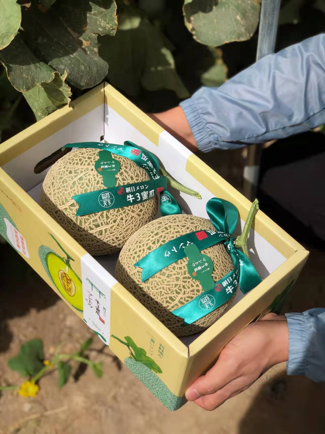 蜜瓜海南网纹玫珑精品礼盒24个日本品种春节哈密瓜