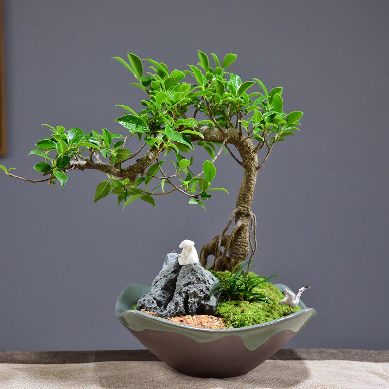 室内小叶榕树盆景造型绿植虎皮办公桌盆栽植物绿植