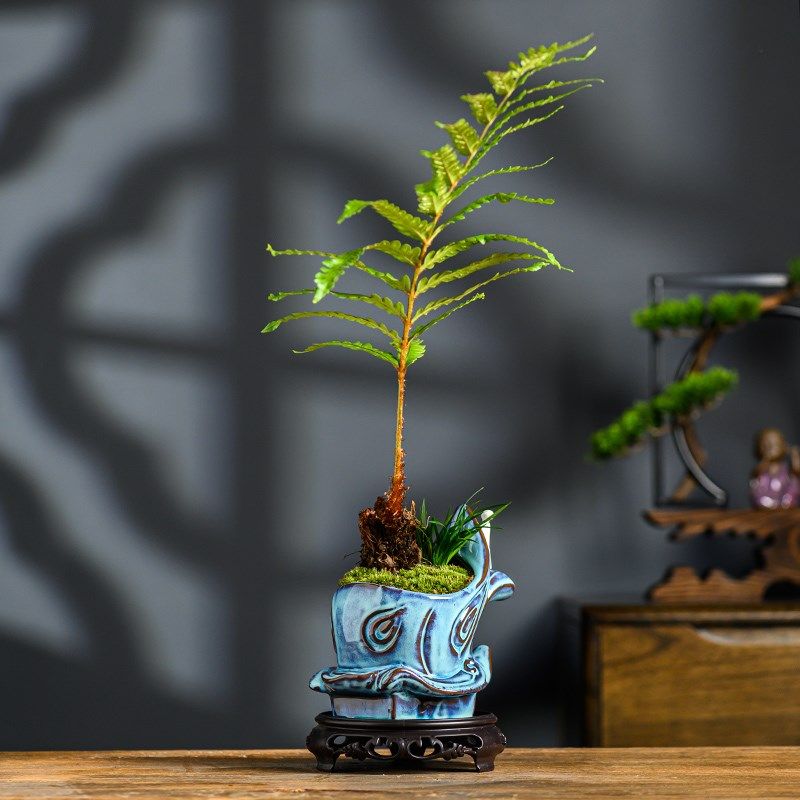 盆栽红叶桫椤蕨类植物树苗室内办公室禅意净化绿植