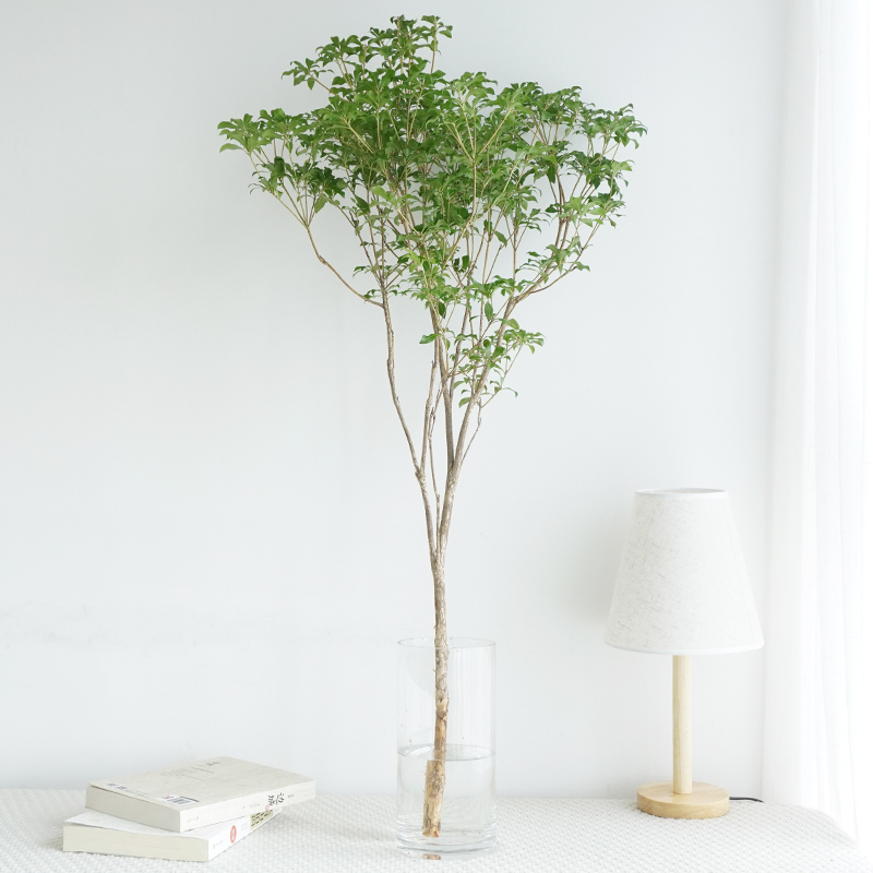 芳然日本进口马醉木水培植物鲜切吊钟枝条室内鲜花速递(同城)