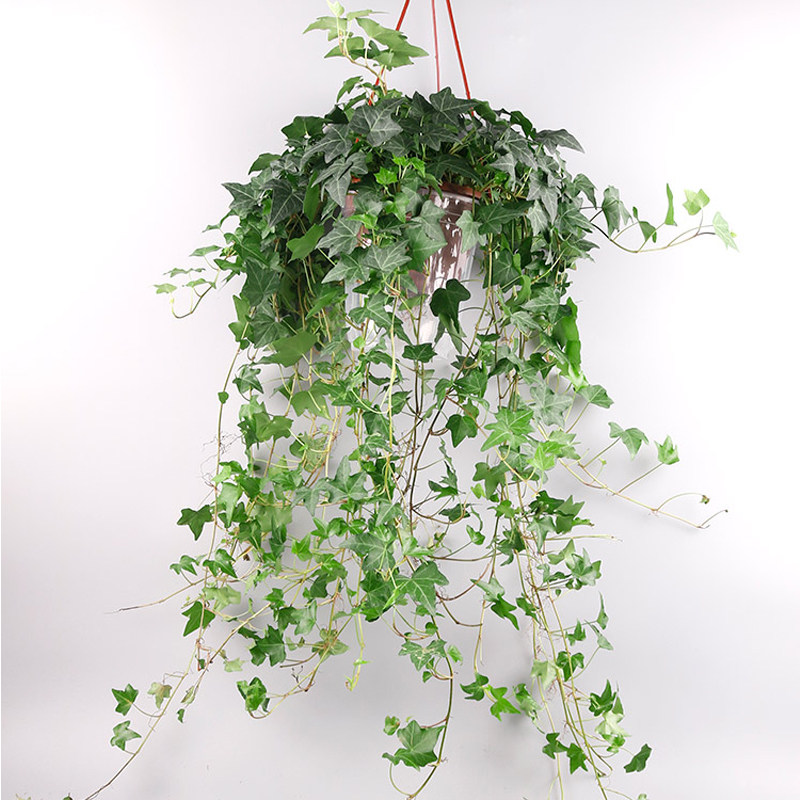 绿植盆栽常春藤挂墙植物好养常青藤吊兰长青青藤绿植