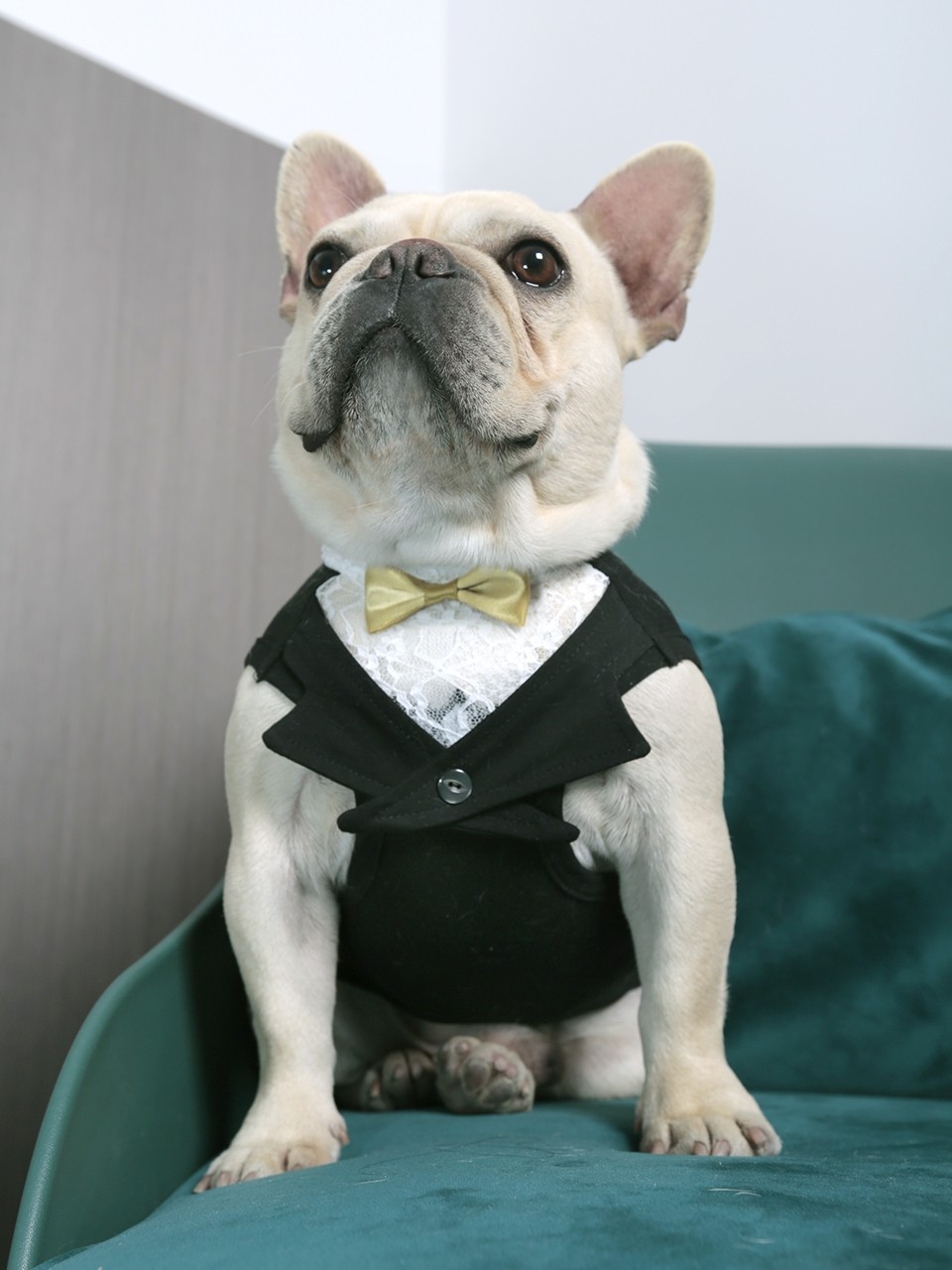 宝眷宠物衣服春夏礼服西装燕尾服正装泰迪比熊狗狗法斗衣服小型犬