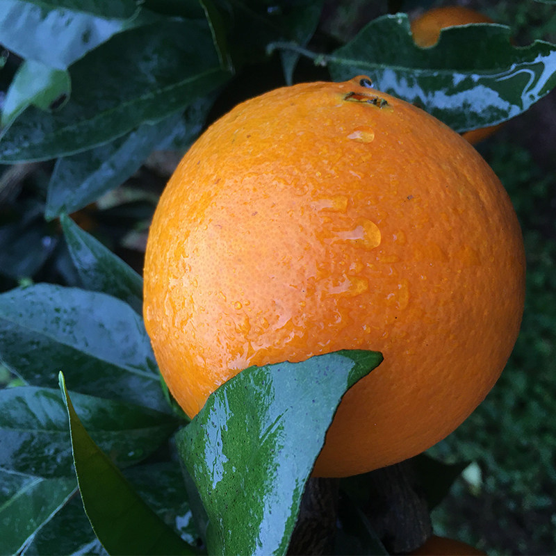 脐橙阳红橙非红心赣南奉节广柑香橙密柑荷尔橙