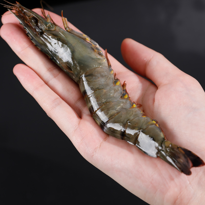 核算检测阴性进口特大黑虎虾1200g