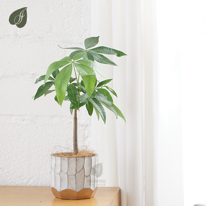 新奇绿植叶绿植特殊观罕见发财树细杆风长侘寂风格绿植