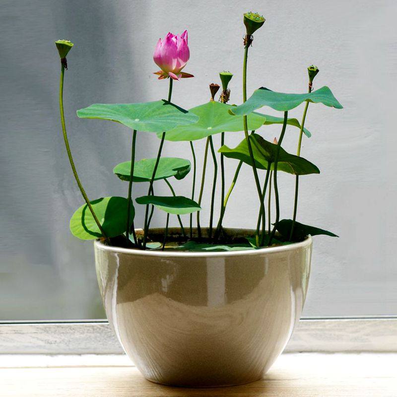 四季水养睡莲水生碗莲花卉盆栽水培花卉