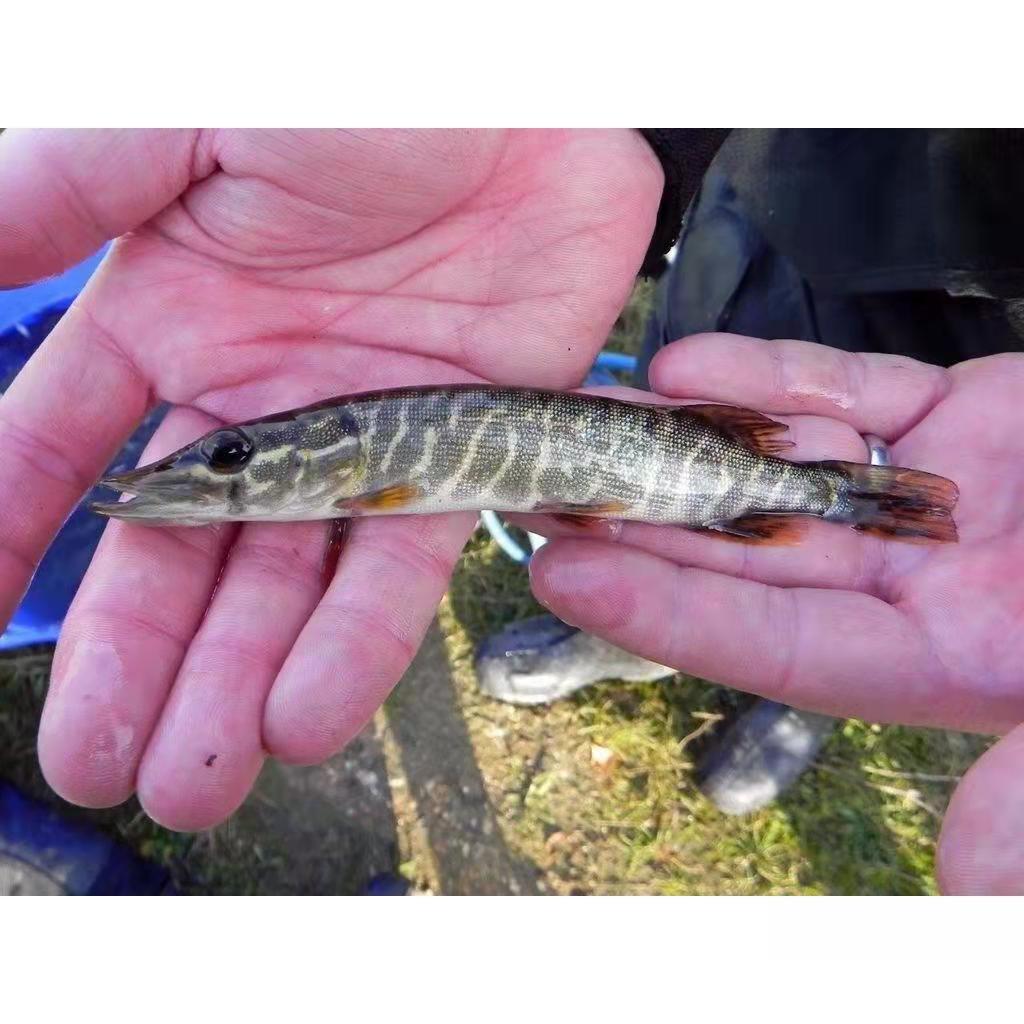 白斑狗鱼鱼苗乔尔泰苏联火箭原生冷水鱼凶猛猛鱼鱼