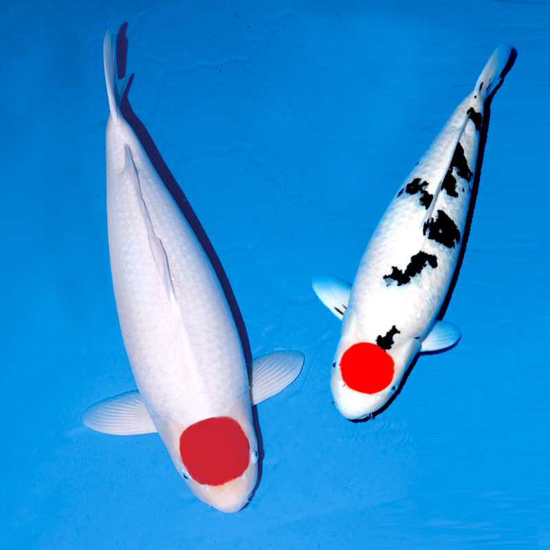 锦鲤活体精品日本纯种丹顶鲤鱼一点红鸿运当头白写昭鱼