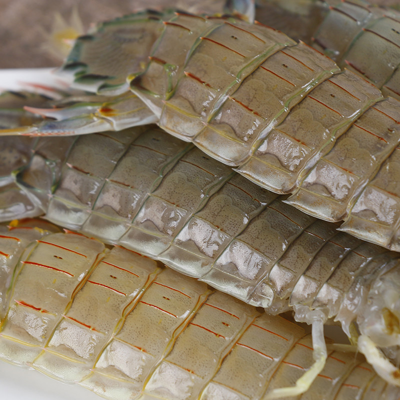 皮皮虾鲜活水产大虾爬子新鲜濑尿虾琵琶虾螳螂虾海鲜生鲜2斤装