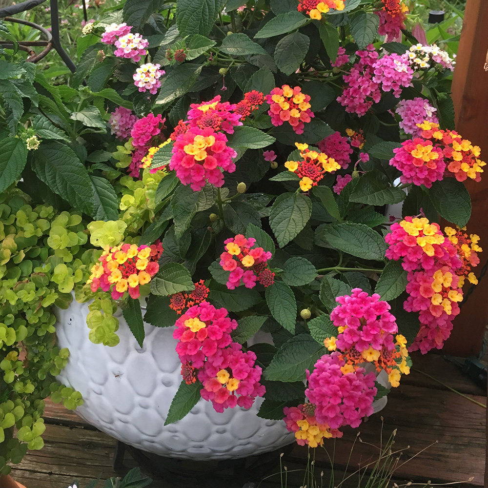 五色盆栽花卉五彩彩花四季马樱丹耐热室外阳台时令草本花卉