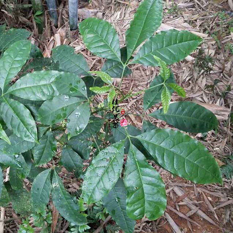 三桠苦药材种子种苗三叉苦三叉虎三丫苦三脚赶斑鸠花三羊虎带泥