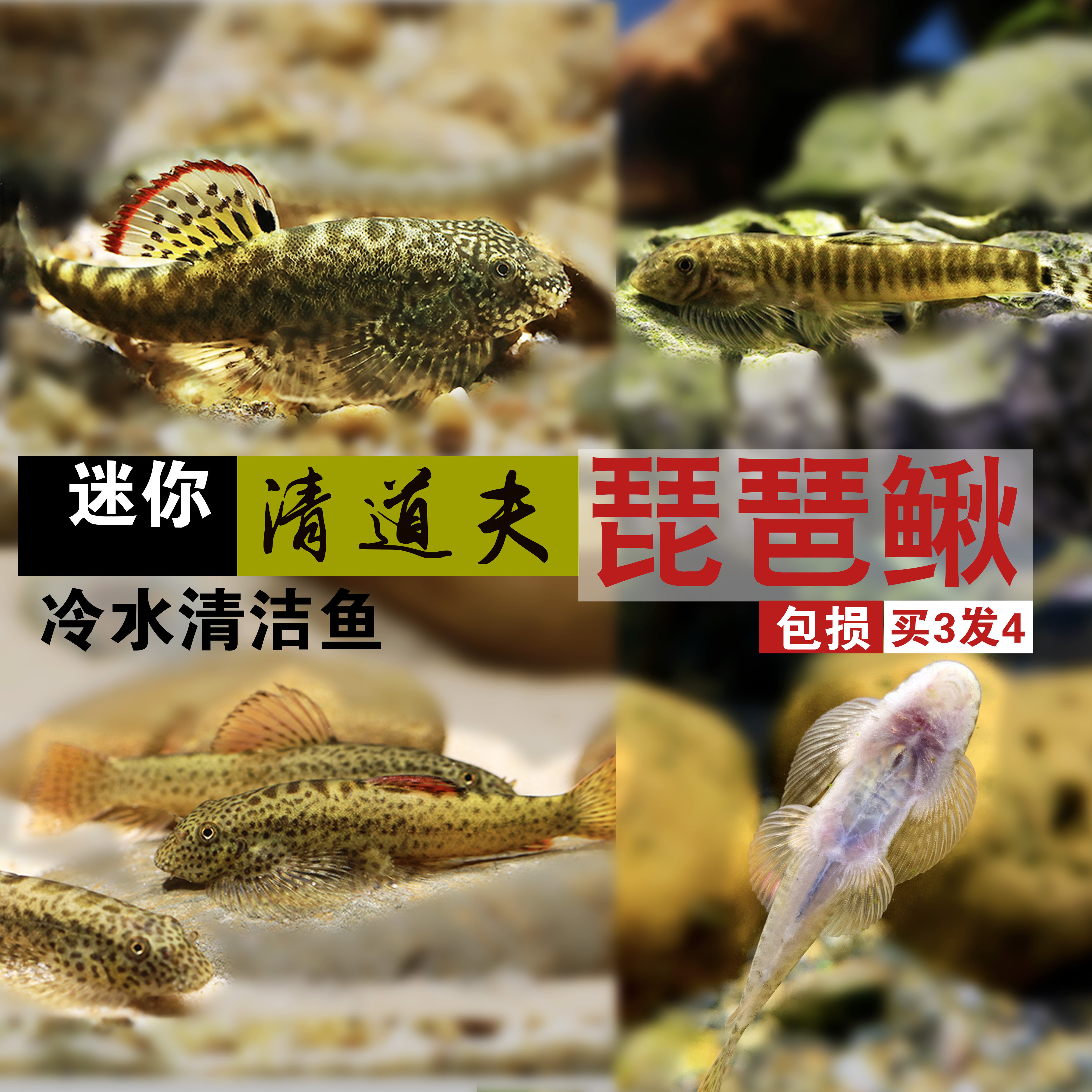 韩国琵琶鳅吸鳅壁迷你清道夫冷水鱼清洁底层爬岩鱼