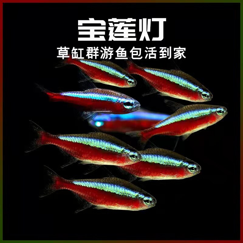 活体热带宝莲灯鱼水水草缸群观赏鱼小型灯科包活好鱼