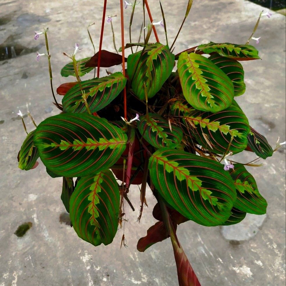 上海鲜花竹芋线上店铺叶蝉红蜻蜓彩叶阳台耐阴绿植