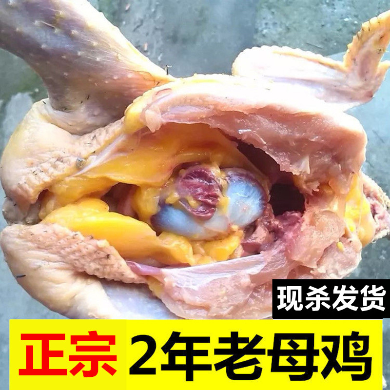 2只公鸡鸡草现杀新鲜乌鸡大老走地土鸡散养整鸡