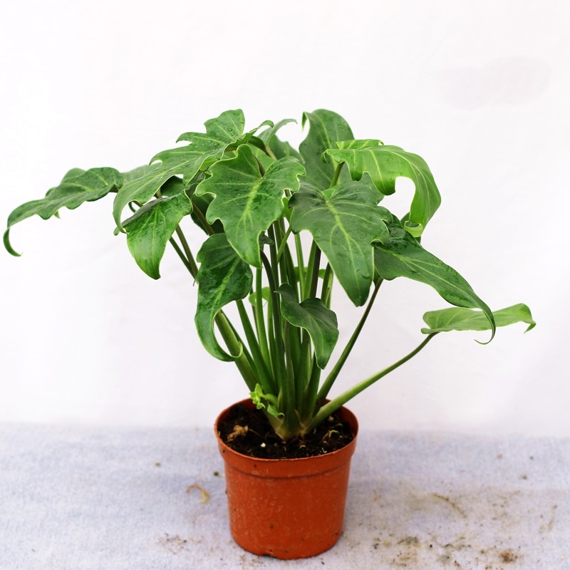 龙鳞小天使绿蔓盆栽好养易活室内植物春羽网红绿植