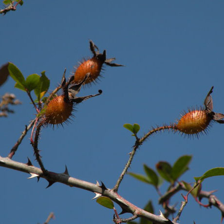 树苗野生英子植物盆栽蔷薇刺糖罐梨子金英子金樱子行道树