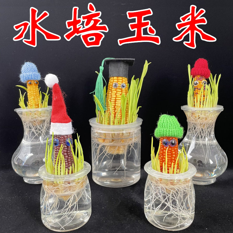 植物水培冬季黄玉米玉米盆栽学生幼儿园观察办公室绿植