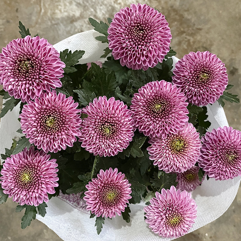 花苗乒乓菊菊四季开花重瓣球形菊花盆栽室内花卉