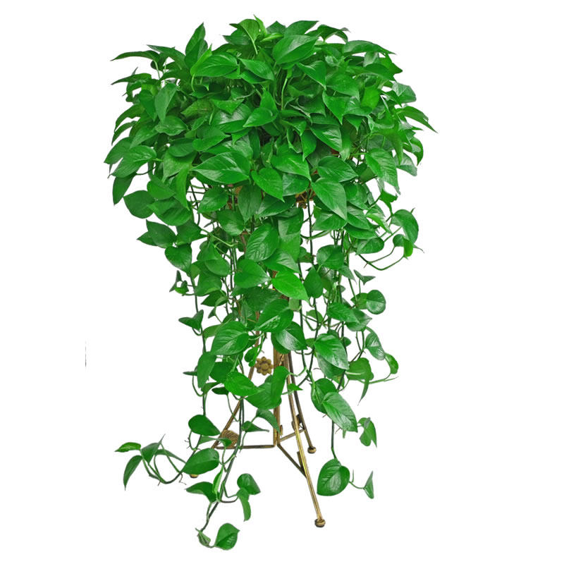 长藤绿萝花卉盆栽室内甲醛超大绿箩净化空气植物绿植