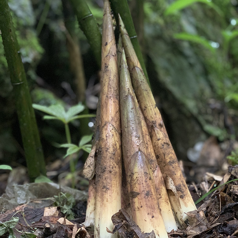 500g安徽野生竹笋新鲜野笋农家自制笋干保鲜笋类制品