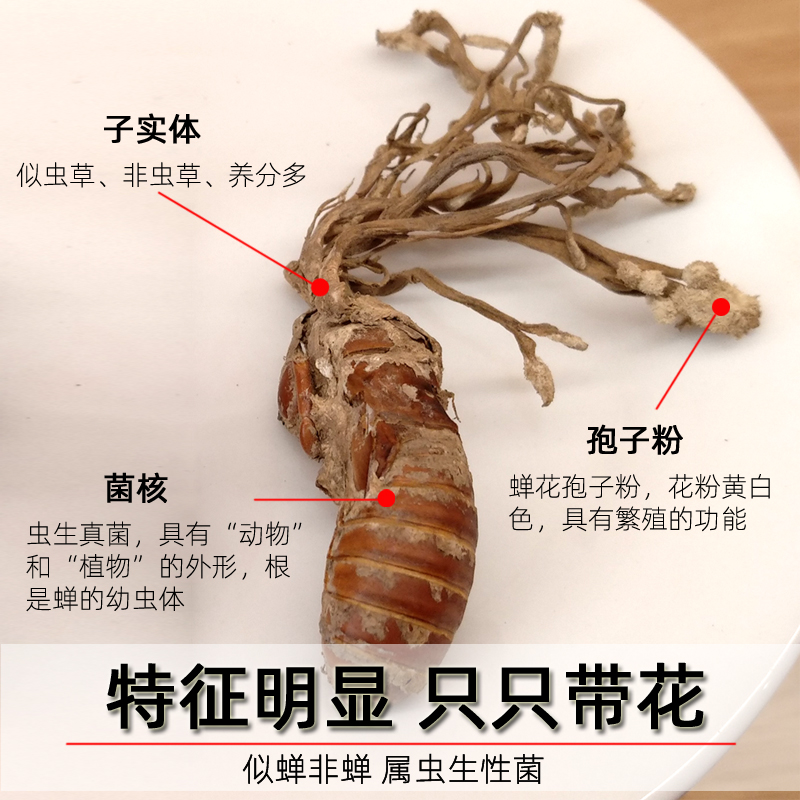 瓶装金蝉2021新货婵花正品蝉花孢子粉虫草草粉金蝉花