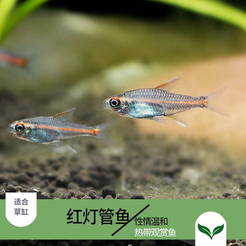 青青自然热带鱼观赏鱼红灯管黑灯管鱼小型灯科鱼淡水草缸群游灯鱼