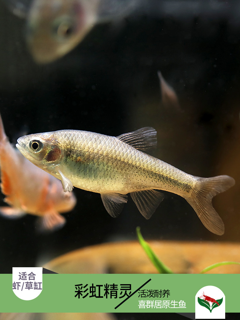 彩虹精灵鱼北美洲小型观赏鱼卢伦真小鲤热带鱼淡水鱼水族鱼